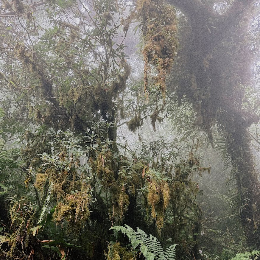 Fierce Jungle Canopy of Maripipi